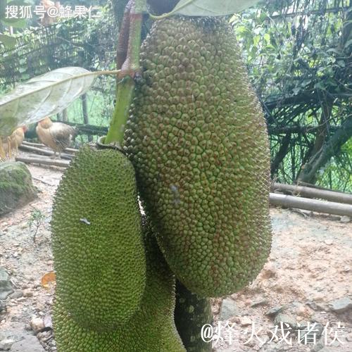 菠萝菠萝蜜正在播放视频