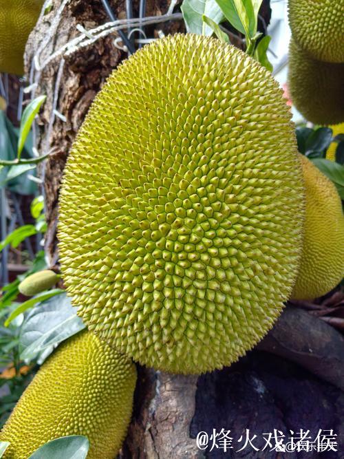 探秘销魂美女与诱人菠萝蜜的惊艳视频体验