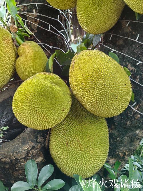 探秘销魂美女与诱人菠萝蜜的惊艳视频体验