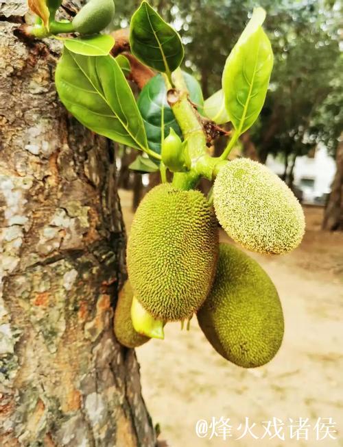 探秘菠萝蜜视频：热带水果的奇幻世界